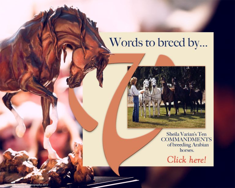 https://www.arabiancentric.com/words-to-breed-by-sheila-varians-ten-commandments-of-breeding-arabian-horses/