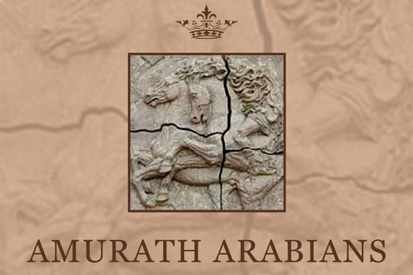 https://www.arabiancentric.com/amurath-arabians/