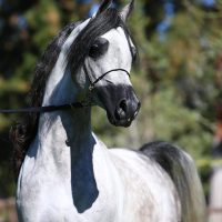 0520-jadecreekarabians-foolishpleasurejca-IMG_2152