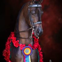 VJ ROYAL HEIR