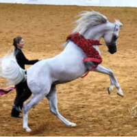 AmurathArabians2