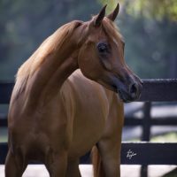 TresorRoyal_DSC6963