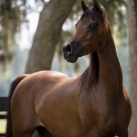 Tsatinette_DSC7135
