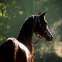 VJ-ROYAL-HEIR_9694