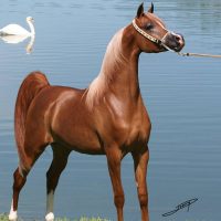 arm-strong-arabian