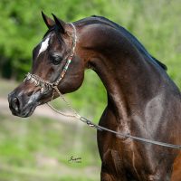 EQUINE PHOTOGRAPHY BY SUZANNE,INC...