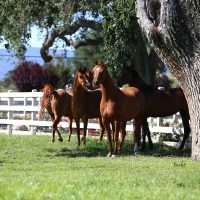 jadecreek-IMG_1746