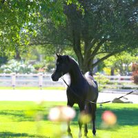jadecreek-brandonbeyjca-IMG_1832web