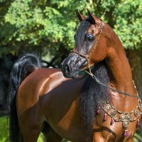EQUINE PHOTOGRAPHY by SUZANNE,INC