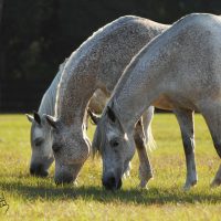 MARES / PASTURE