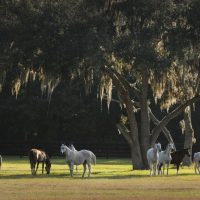MARES / PASTURE