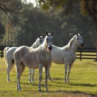 MARES STANDING IN PASTURE