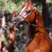 paganijca-IMG_4551