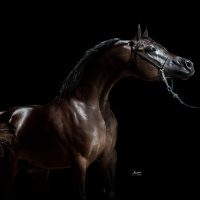 EQUINE PHOTOGRAPHY BY SUZANNE,INC...