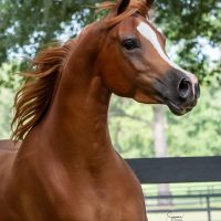 EQUINE PHOTOGRAPHY by SUZANNE,INC