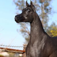 whinquiryjca-IMG_5861